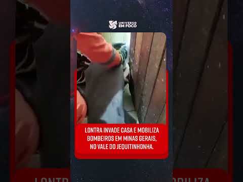 Lontra invade casa em Minas Gerais