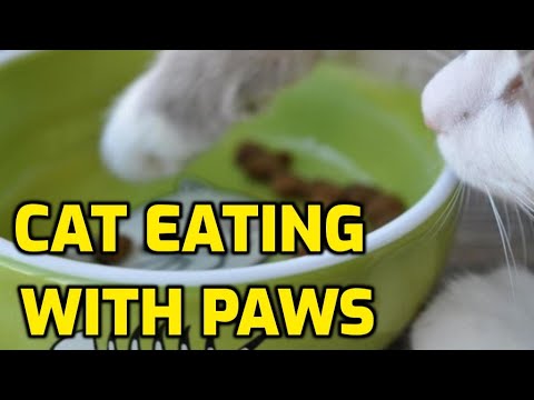 Is It Normal For Cats To Eat With Their Paws?