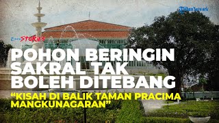 Kisah di Balik Taman Pracima Mangkunagaran: Pohon Beringin Sakral Tak Boleh Ditebang