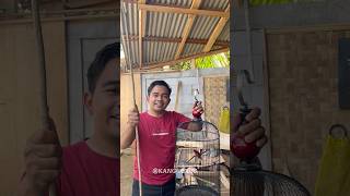 Download lagu CARA MUDAH NGAMBIL SANGKAR BURUNG YANG TINGGI #funny #viralshorts mp3