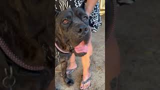 Video preview image #1 Mutt Puppy For Sale in Goodyear, AZ, USA