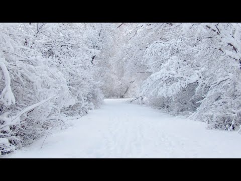 2058 Quadra Turbo R V TECH Need for Speed Most Wanted 2005 uchun