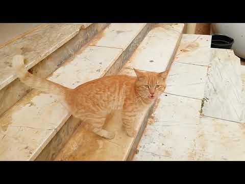 SHABEENA WITH MEOW MEOW 😾😾