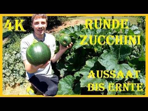 , title : 'Runde Zucchinis im eigenen Garten züchten - Von der Vorzucht bis zur Ernte'