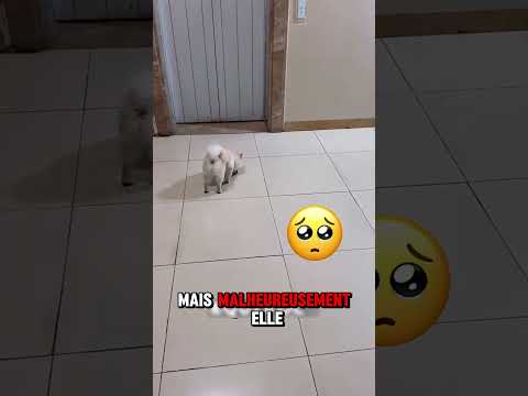 Ce petit chien n'arrivait pas à retrouver son maître 😱