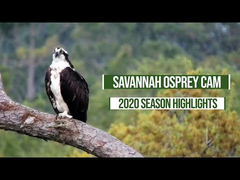 Savannah Osprey Cam 2020 Season Highlights