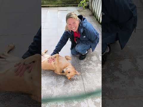 Vídeo de DAPHNE