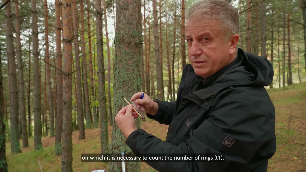 Methods for determining the age of standing trees and even-aged forest | livesciences3