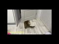Кошка Сима играет с хвостом)
