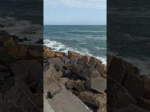 Lobos Marinos Necochea                      #necochea #vacation #shorts