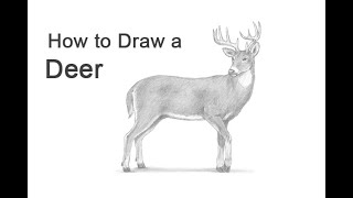 How to Draw a White-Tailed Deer