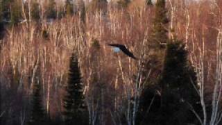 Catamenia - Dreams Of Winterland