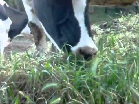 La vaca Nene Ocioso.avi