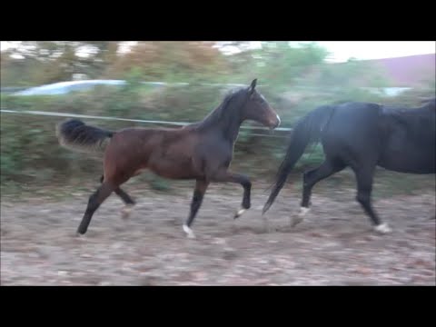 *2020 Stute von Erdinger - Sandro Hit SOLD!!!