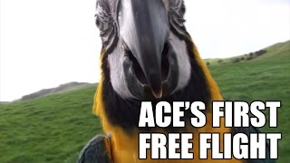 Ace's First Outdoor Free Flight | Blue and Gold Macaw