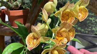 Download Lagu Catasetum schmidtianum, Ctsm. Susan Fuchs , Ctsm expansum, Ctsm. Hat Trick, Ctsm. Alexis Pardo. Thumbnail