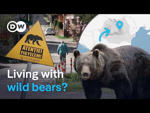 熊與我共存：羅馬尼亞小鎮的野生鄰居們 | DW 環境 (Living with bears: A Romanian town and its wild neighbors | DW Environment)