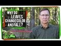 Why Do Leaves Change Color and Fall?