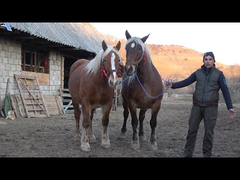 Caii lui Ionut de la Calata, Cluj - 2025 Nou!!!