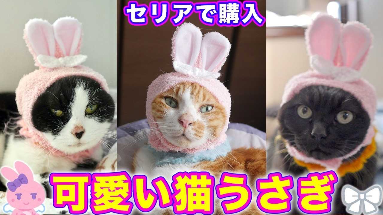 2026ｰ03−22  保護猫たちの「ほっこり猫ライブ」ハッチ＆マック＋黒猫めめ＋がんサバイバーママ Cat live Stream in Japan -Cat Life TV