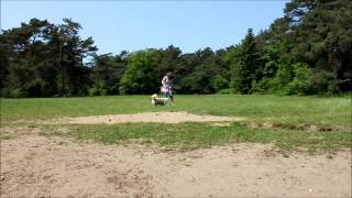 Australian shepherd frisbee training