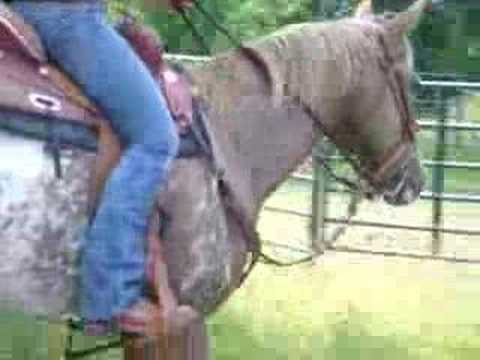 Colida's Little Rock