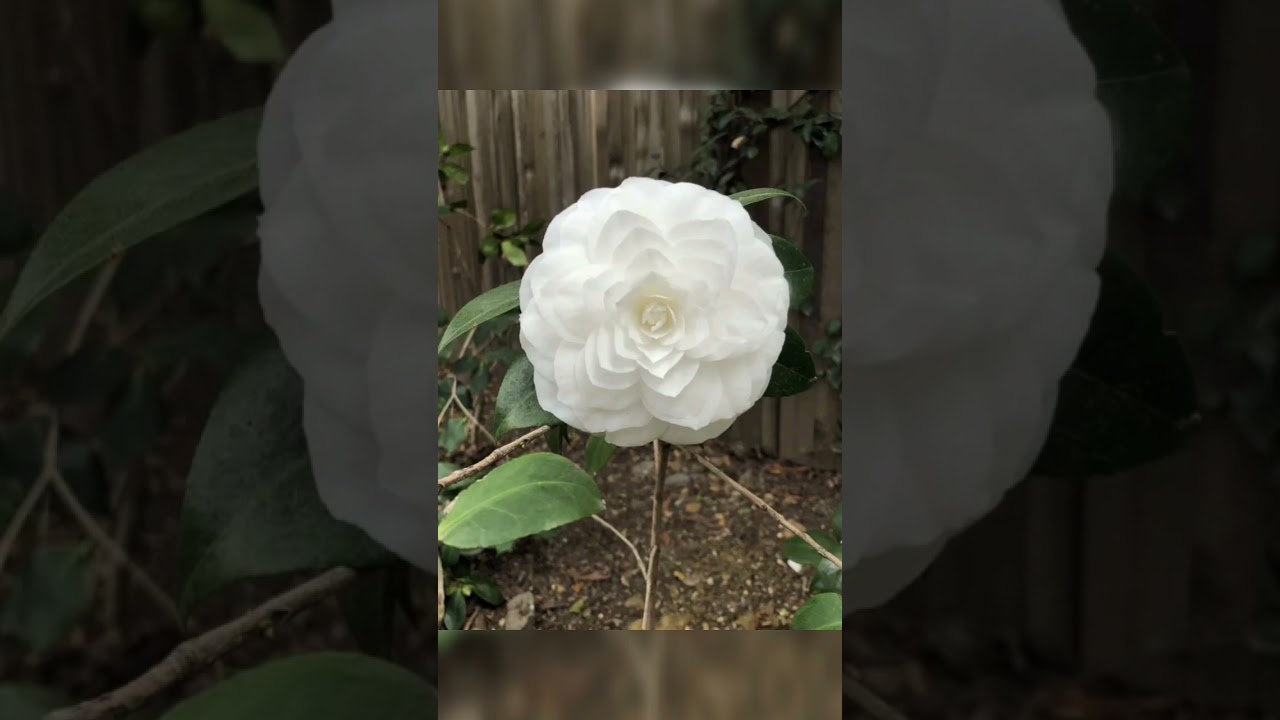 PeRfEcT things part 25 #shorts