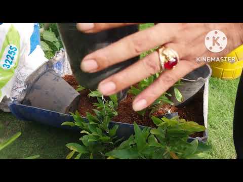 Mua mấy cây mai trên mạng về làm giống @MARCO.SARKAR1