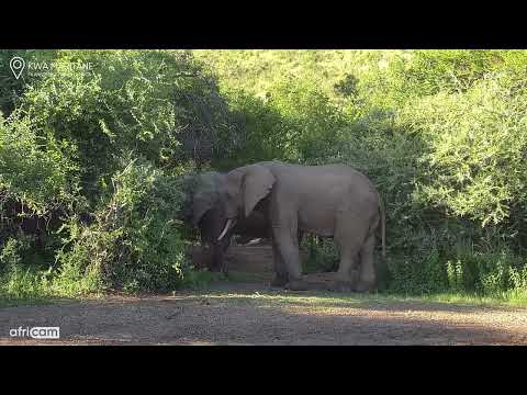 Kwa Maritane Africam: Elephants chilling in the shade