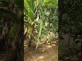 Nanadei Nka Village Farm House Balipur Bonta Bhadrak
