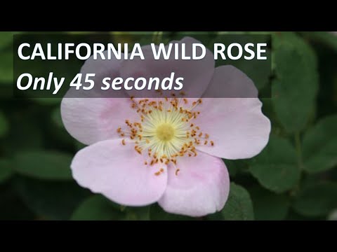 CALIFORNIA WILD ROSE in 45 seconds, Rosa californica up at Los Padres National Forest, CA