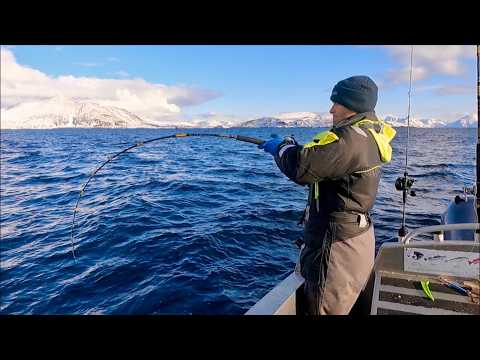 THE LAND OF MONSTERS!!! HUGE SKREI COD and HALIBUT!!! - Big Fish Adventure | The Fish Locker