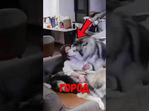 🐕 Эти собаки не дали хозяину открыть дверь