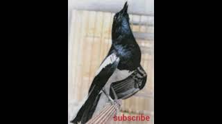 Download lagu Masteran kacer juara nasional full isian mewah mp3 Download lagu Masteran kacer juara nasional full isian mewah mp3