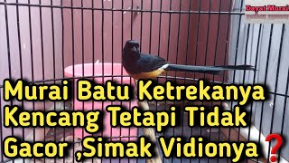 Download lagu Murai Batu Yg Ketrekanya Kencang Tetapi Tidak Gacor,Begini Solusinya❗️ mp3 Download lagu Murai Batu Yg Ketrekanya Kencang Tetapi Tidak Gacor,Begini Solusinya❗️ mp3