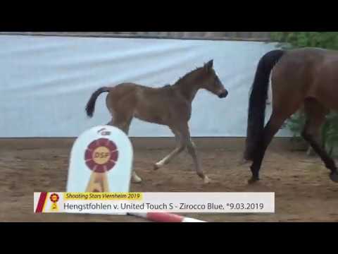 Fohlen von  United Touch S - Zirocco Blue