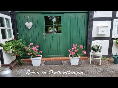 Rosen in einen Topf pflanzen