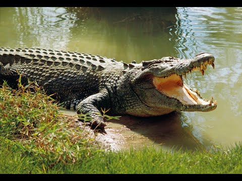 I predatori della notte - I coccodrilli