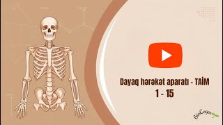 Dayaq-hərəkət aparatı(TAİM) 1 - 15