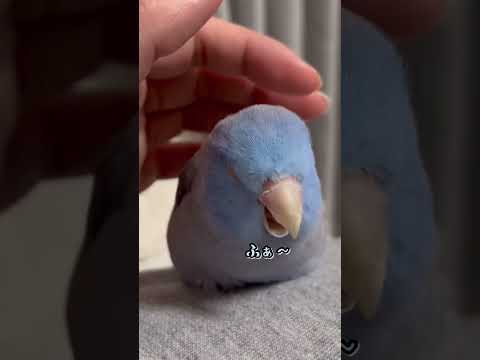 プシッタキュラエコー