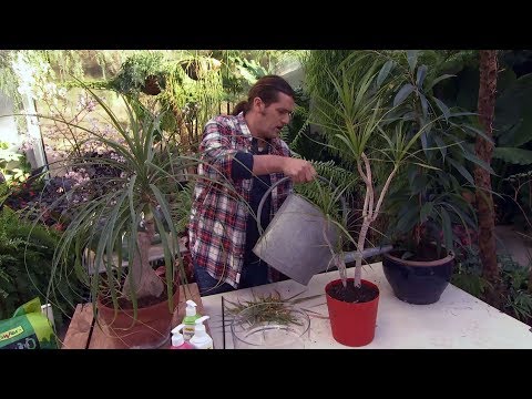 , title : 'Cómo cuidar las plantas de interior en invierno - Decogarden - Jardinatis'