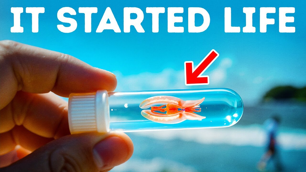 The First Animal on Earth Is Finally Found