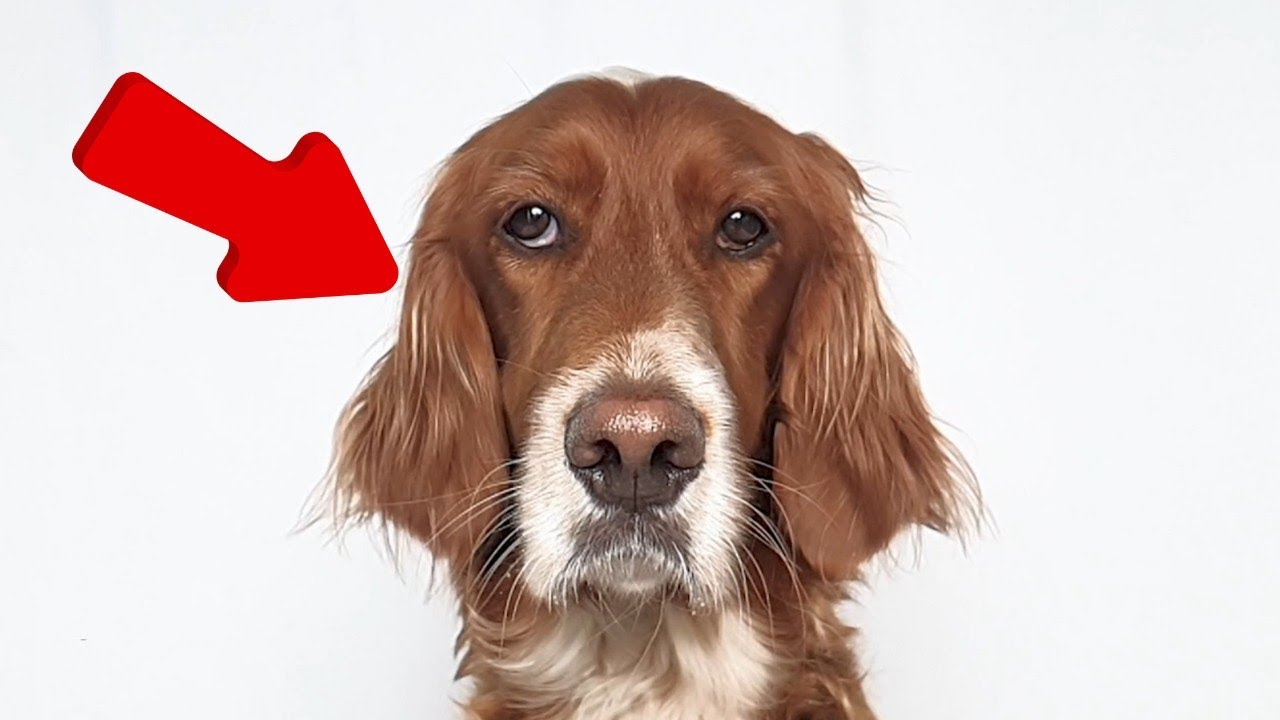 Slow Motion Dog Treat Challenge – Catch or Miss? January and February Compilation 2025