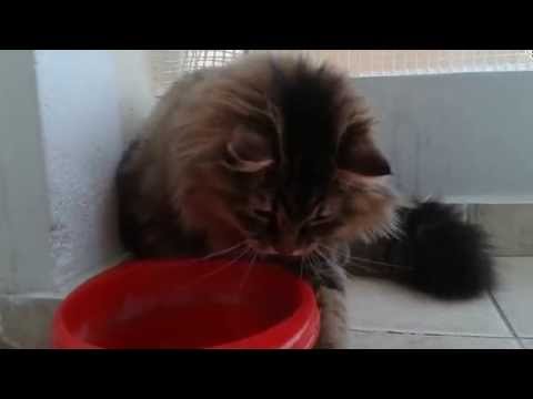 Cat water accident (Socrates)