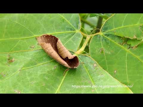 究極のトリックアート　丸まった枯葉