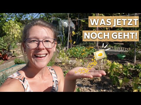 5 Gemüse zur Aussaat im September: Frisches Gemüse für den Herbstanbau I Voranzucht & Direktsaaten