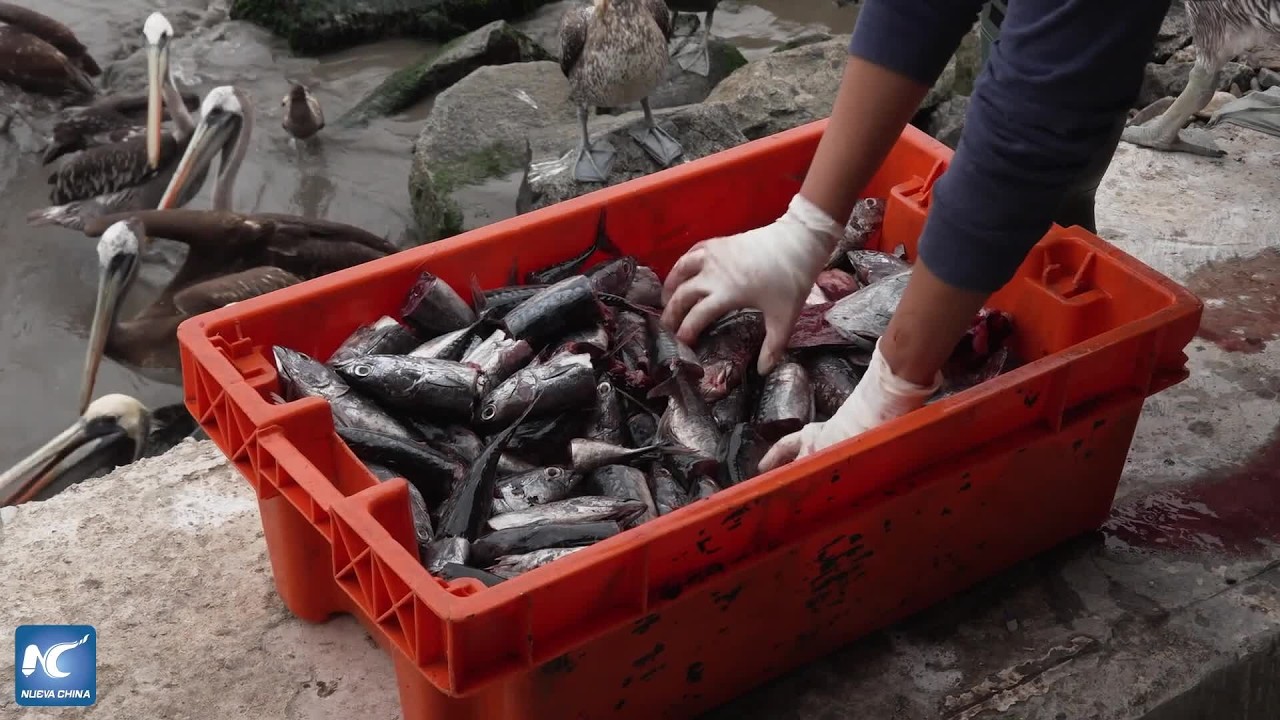 Peruana alimenta en playa de Lima a pelícanos afectados por fenómeno de El Niño