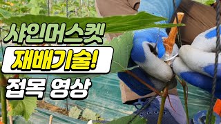 샤인머스켓 재배기술중 하나인 접목! 영상으로 감상하시죠!
