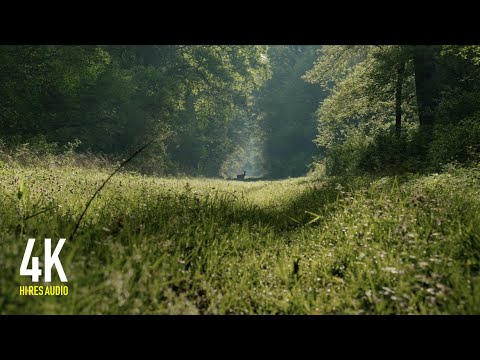 Birdsong in the Green Spring Forest - Nature Soundscape in 4K (10 Hour)