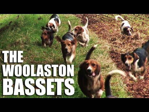 The Woolaston Bassets The Woolaston Bassets